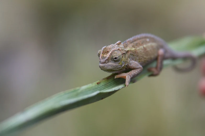 a small gray chamelon is perched on a nch