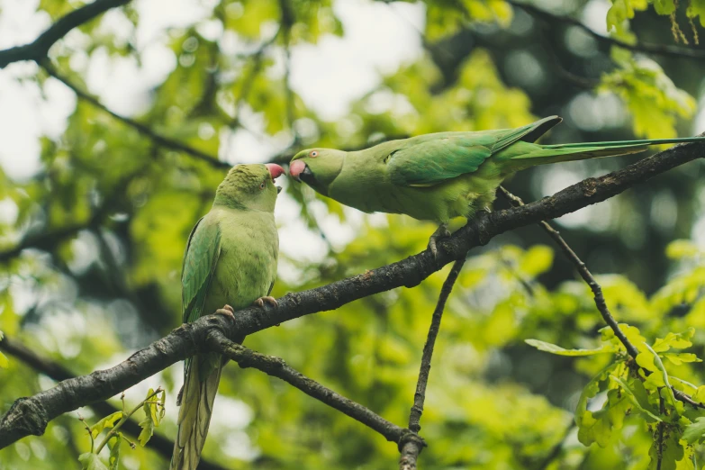 two green birds are standing on a tree nch