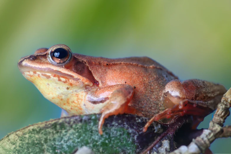 a small brown frog with an orange color on its face