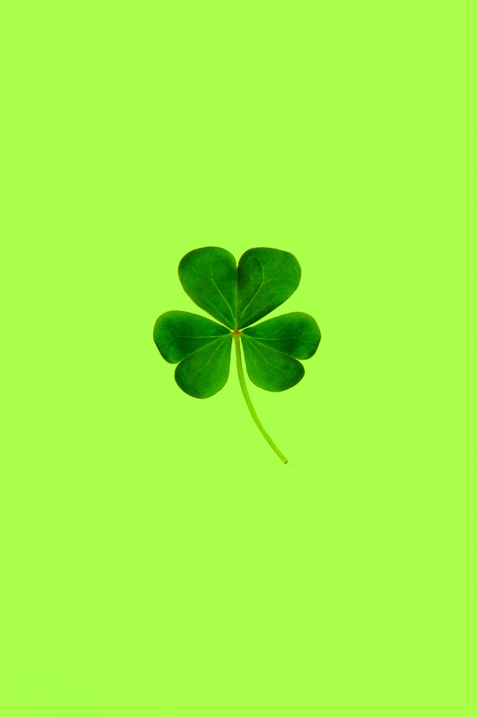 a three - leafed clover is seen against a green background