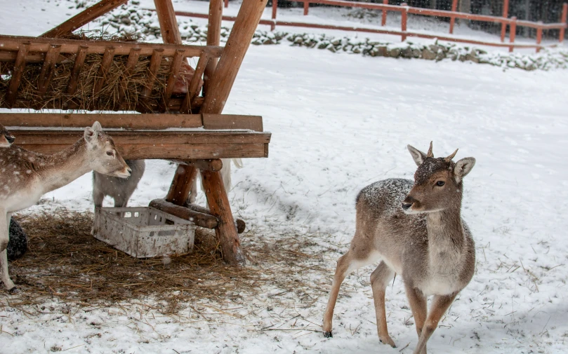 two deer are standing in the snow by a bench