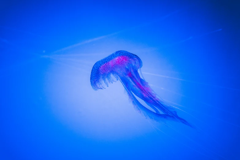 a jellyfish in blue water, looking up