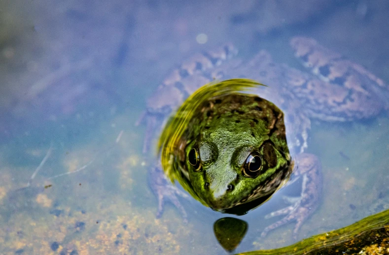 frog with head in water and rocks next to shore