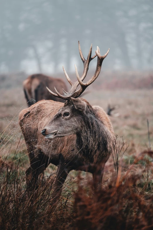 the deer with large antlers is walking around