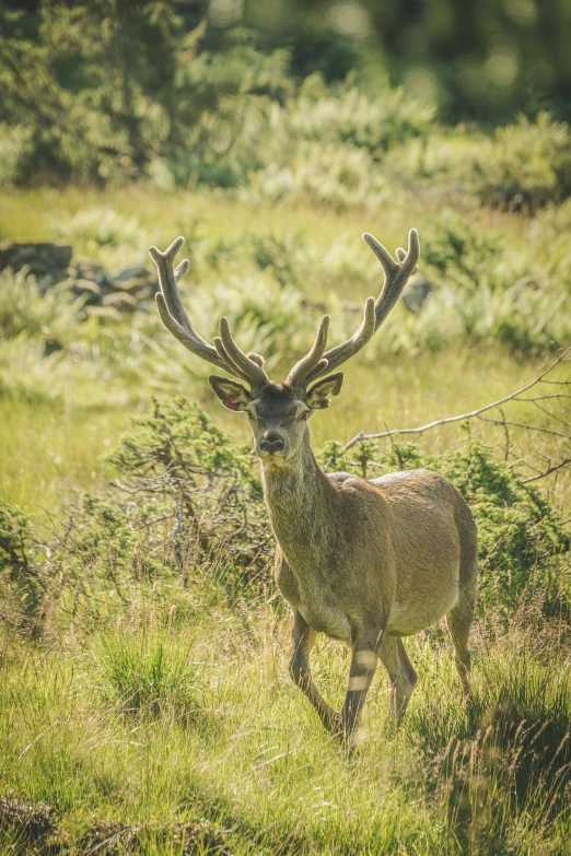 there is a deer with very large antlers walking through the grass