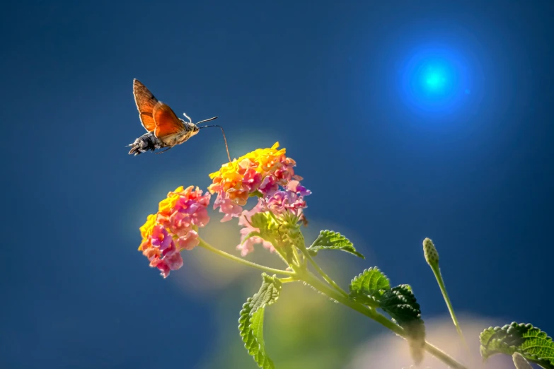 a erfly flying over pink and yellow flowers