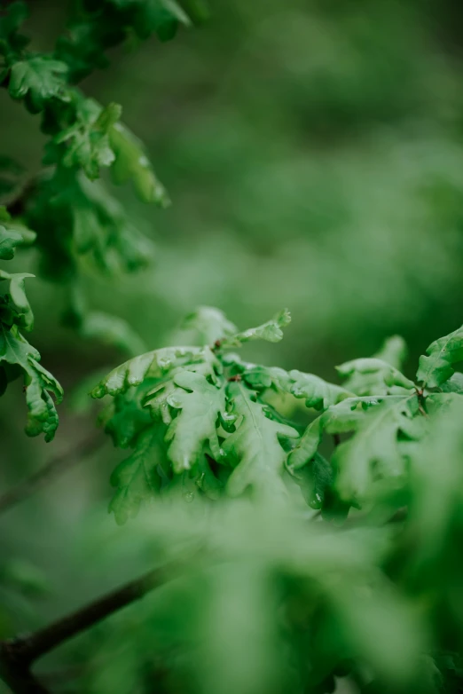 green foliage on the nches in the rain