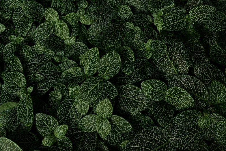 some green leafy plants are together on a black background