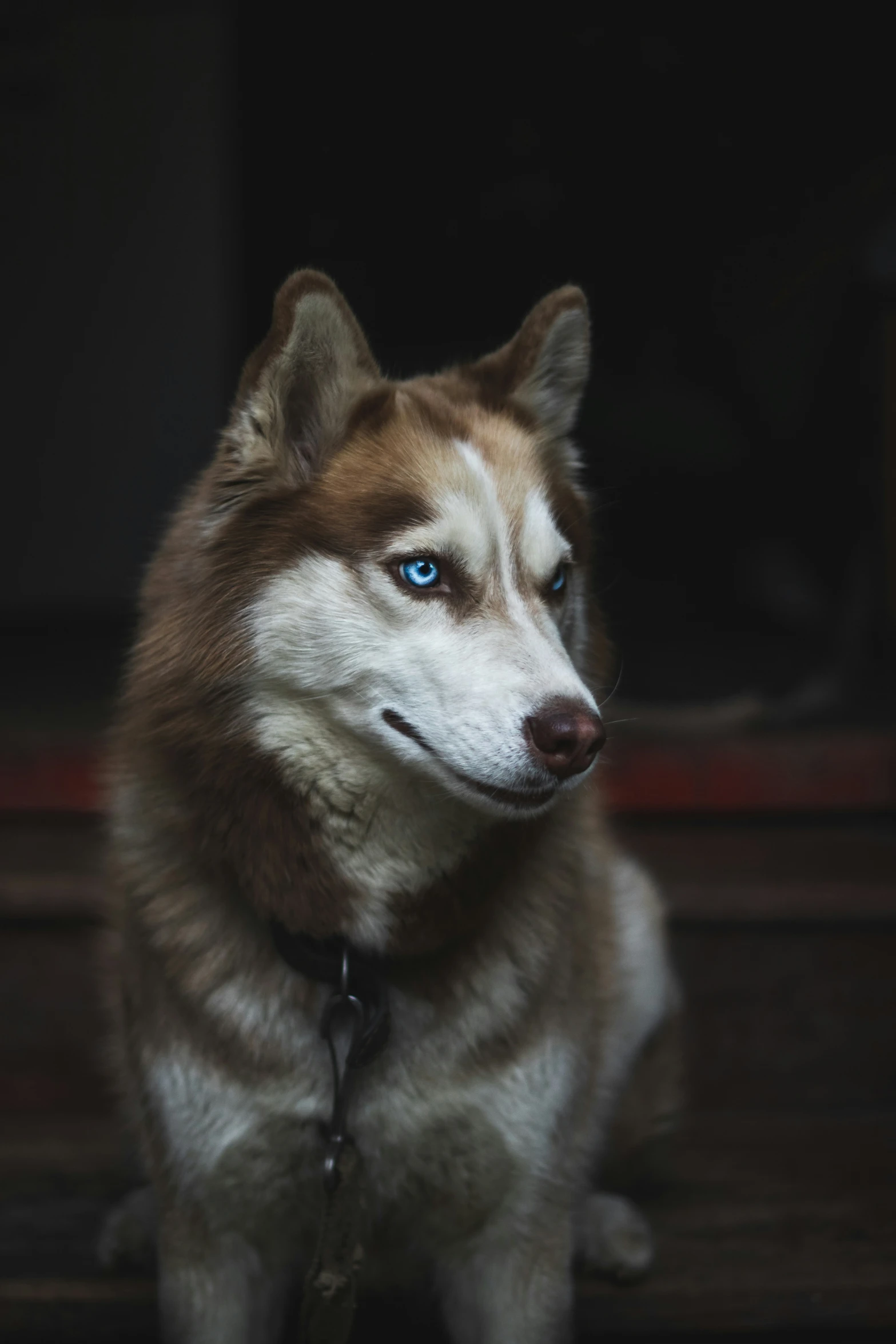 a husky dog with blue eyes sitting on the ground