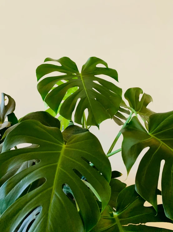 there is a large leaf on top of a big plant