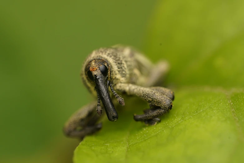 this is an up close s of a frog