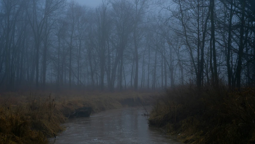 a foggy forest is seen on a gloomy day