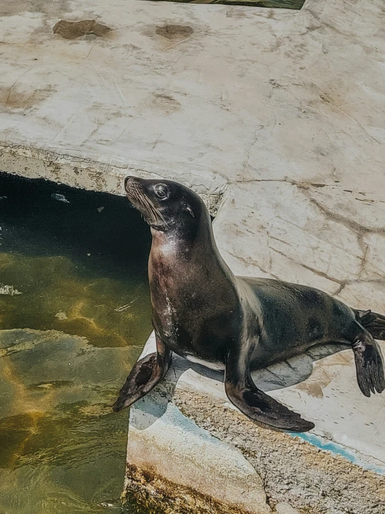 seal lying on a ledge in a zoo enclosure