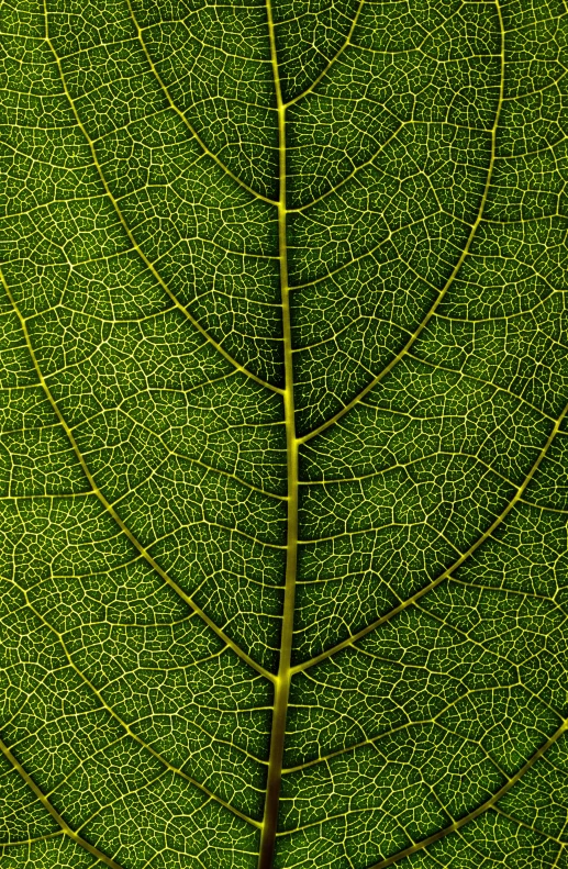 the back side of a green leaf