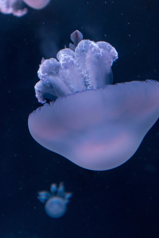 an under - water view of a blue jellyfish