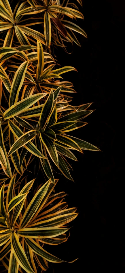 a black background with lots of brown leaves