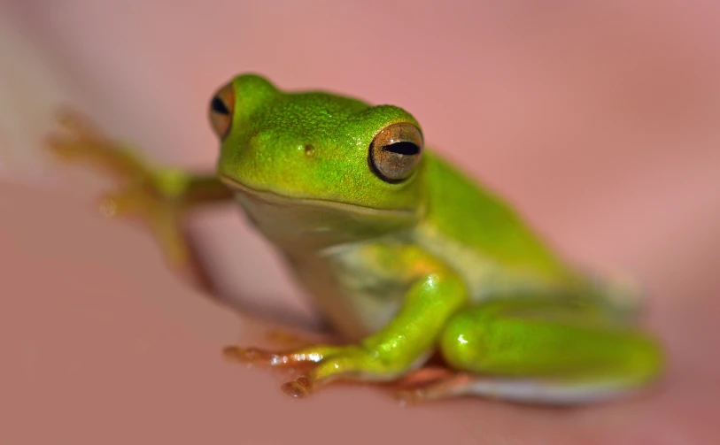 a frog sitting on top of a pink flower