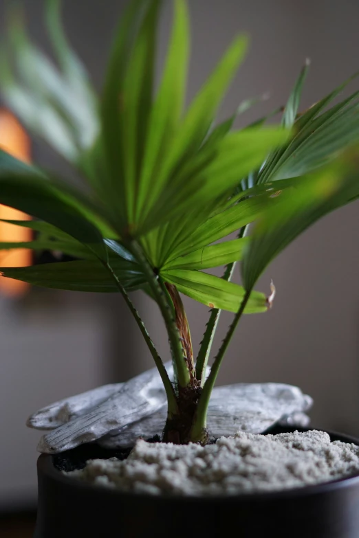 there is a green plant in a pot