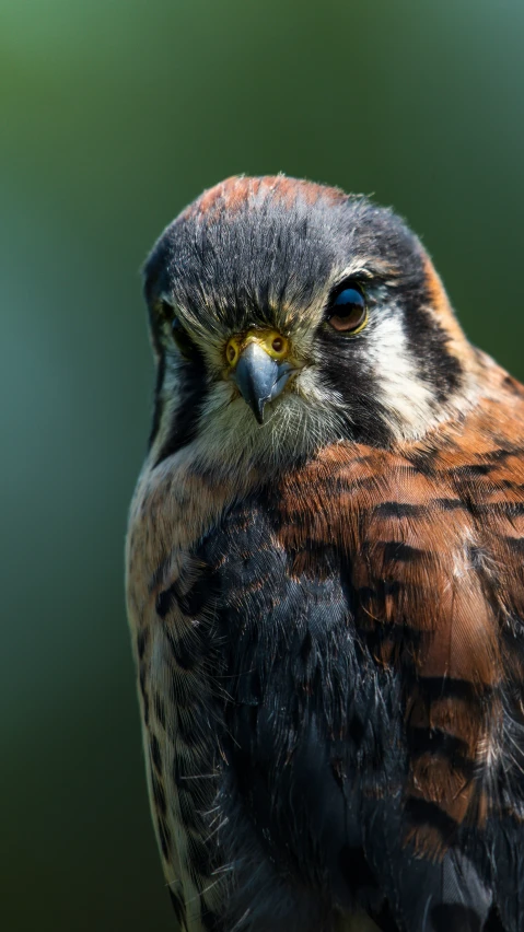 a close up image of an owl bird looking forward