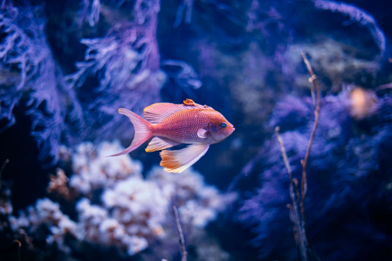 the fish is sitting alone in a big tank