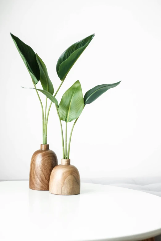 some type of potted plant sitting on a table