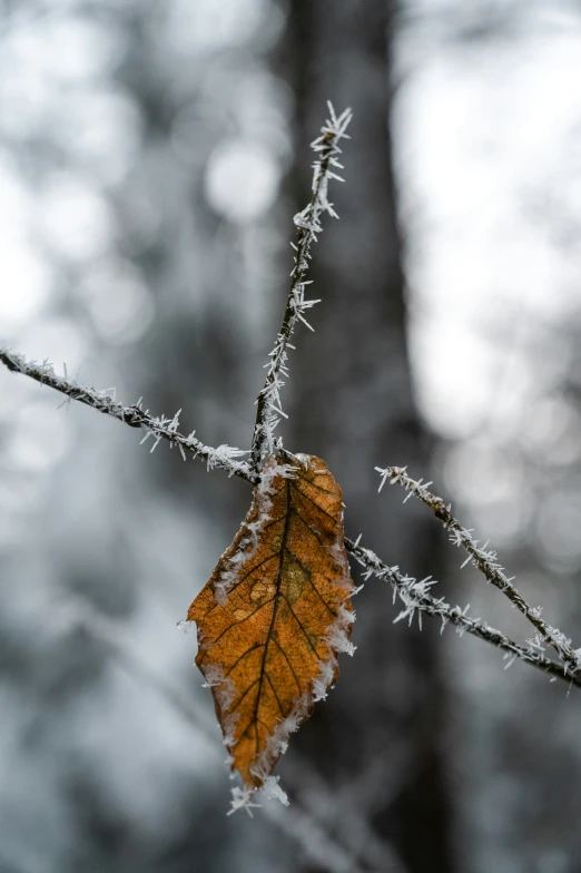 a dried leaf sits on a snowy nch