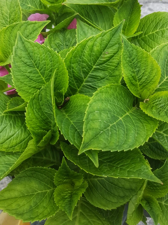 a green plant with large leaves on top of it