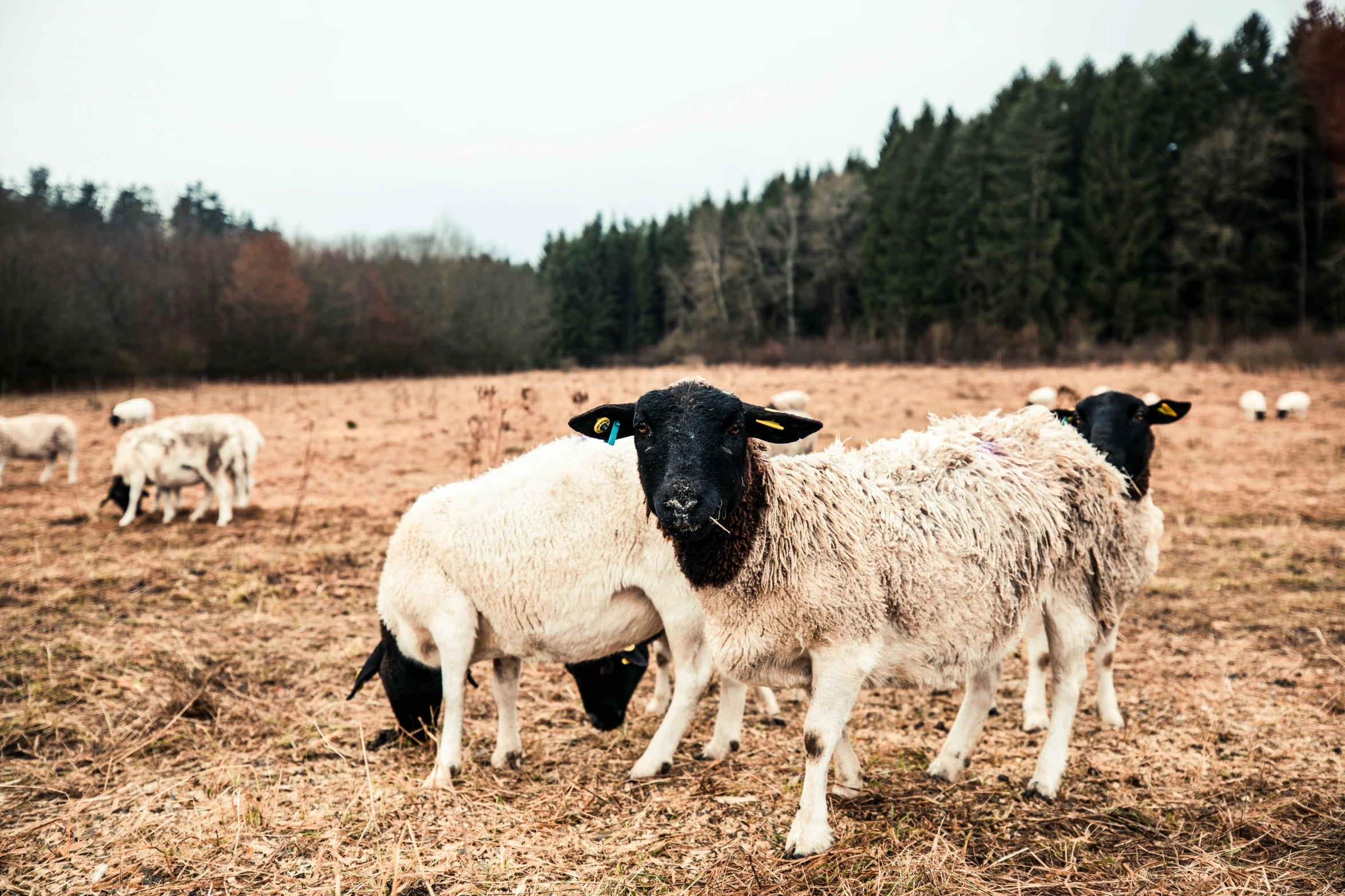 sheep standing in a field with many others grazing