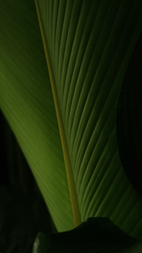 a leaf with thin ridges against it