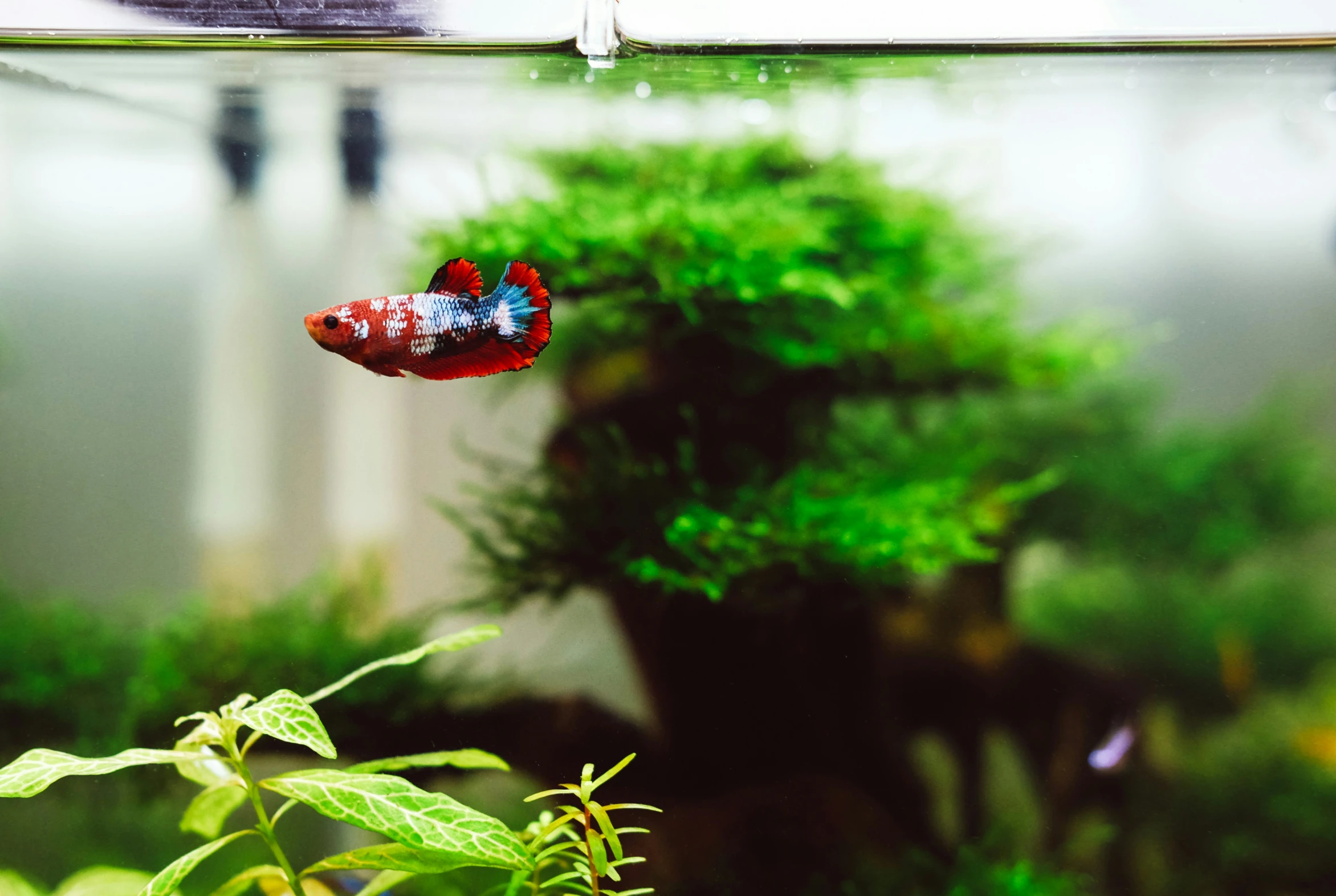 a red and blue fish swimming in a tank