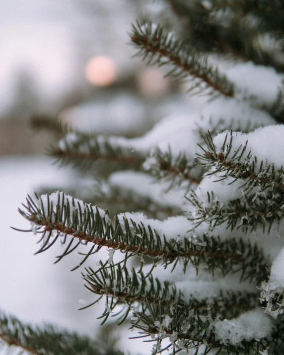 the nch of an evergreen with snow on it