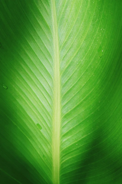 a bright green leaf with white background