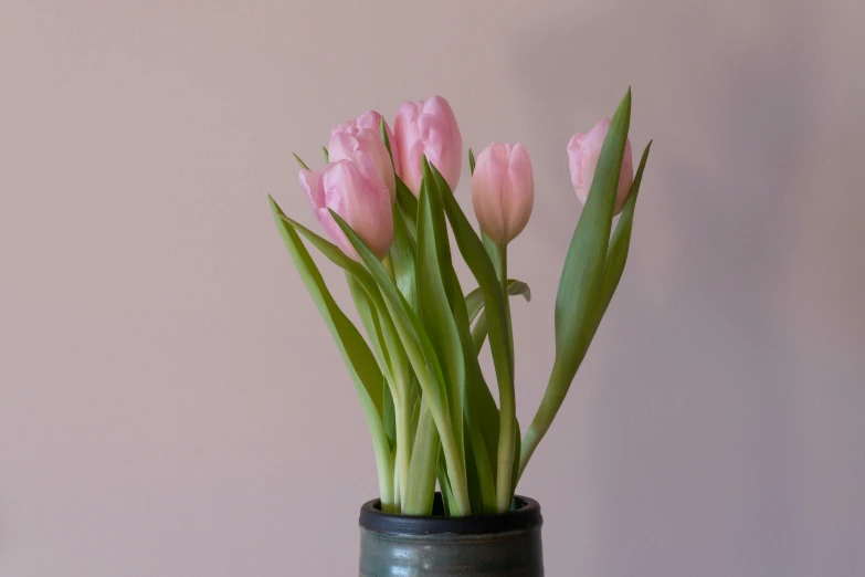 a gray vase with three pink tulips in it