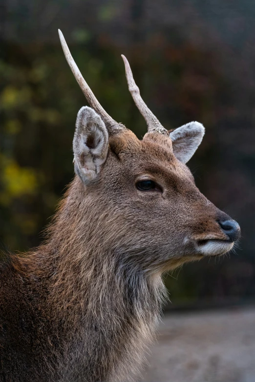 a deer that is standing in the dirt