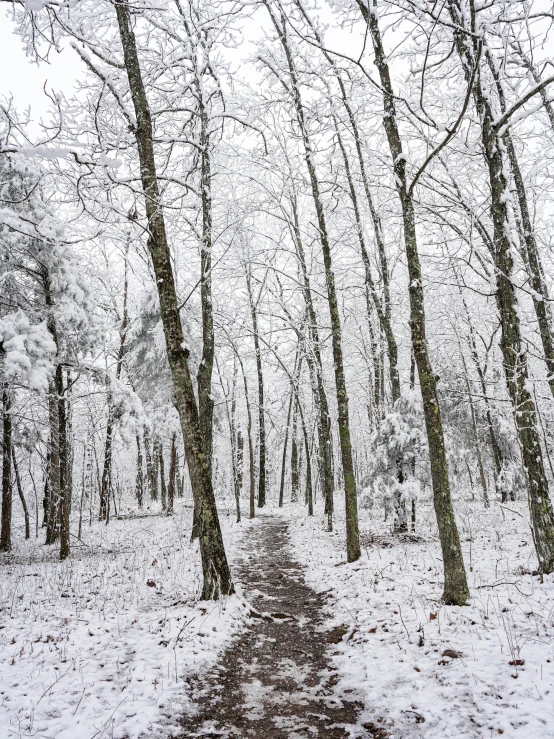 the path in the woods is covered with snow