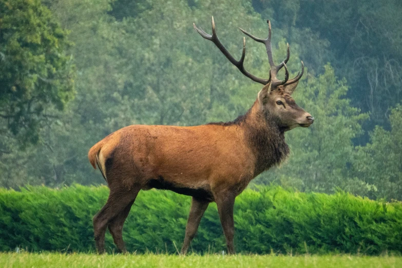 a large red deer is standing in the grass