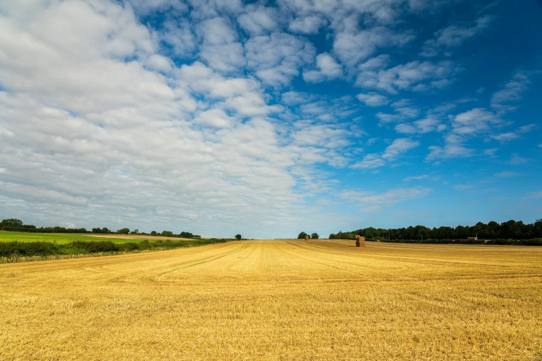 the grass is very ripe on this big field