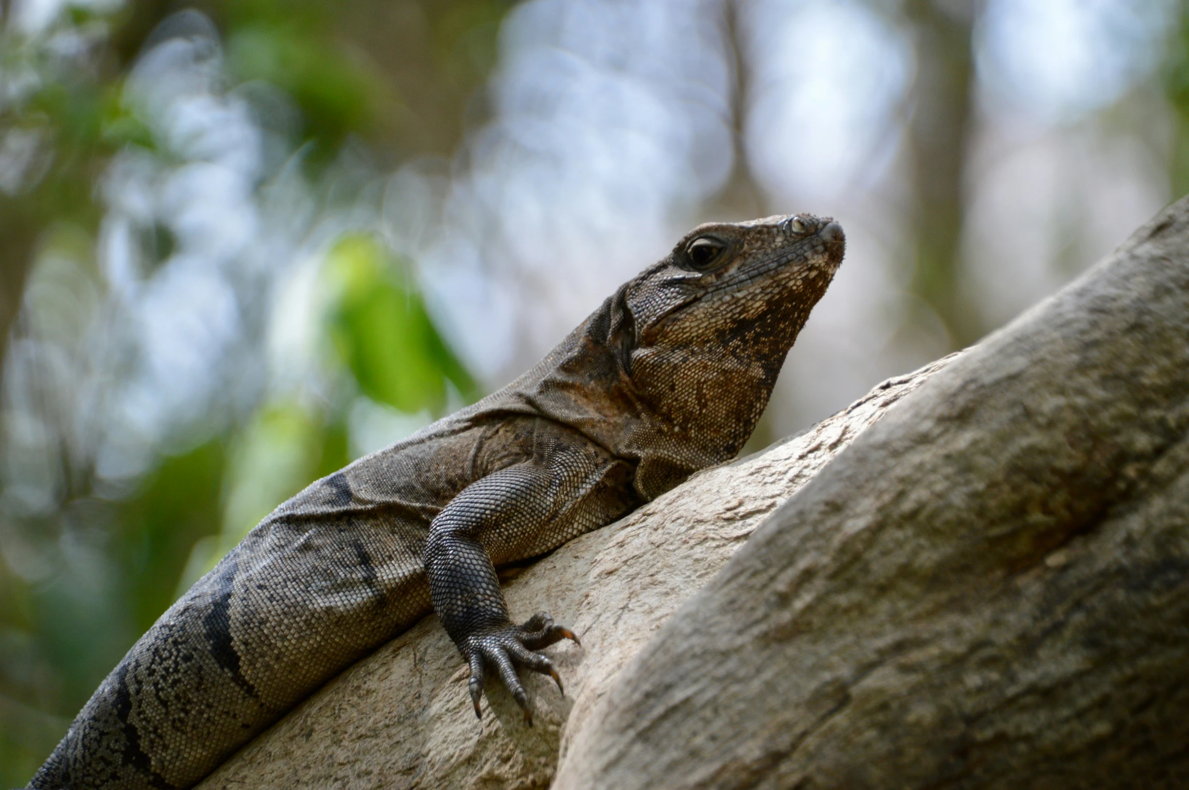 a brown and black lizard is on a tree