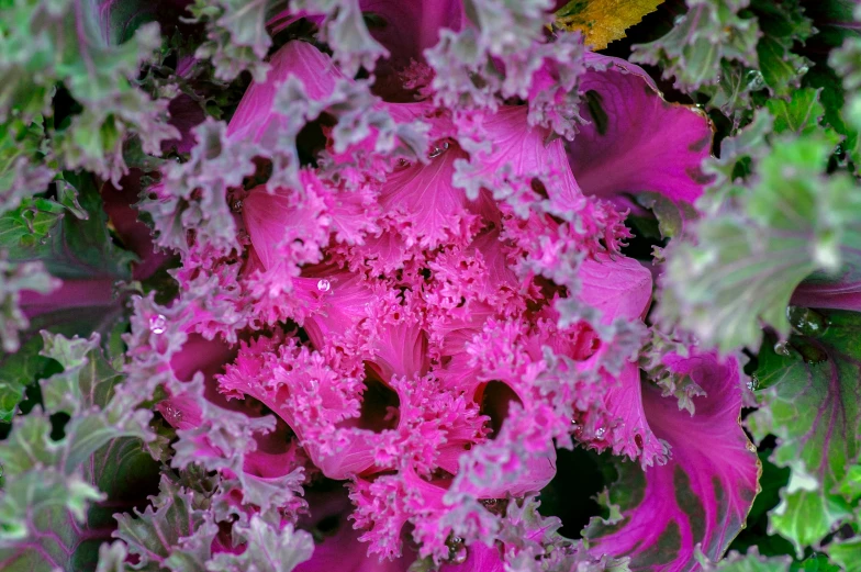 this is a closeup of the flowers and leaves