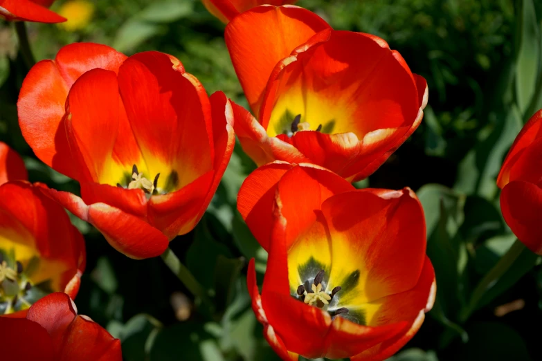 a group of orange and yellow flowers in a field