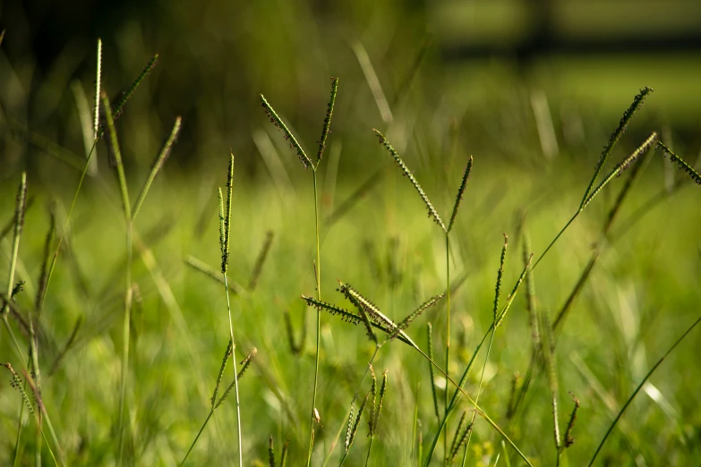 a plant on a field with green grass