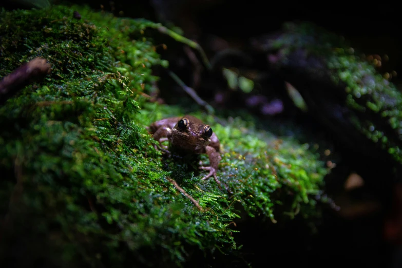 a frog on the side of a mossy green wall