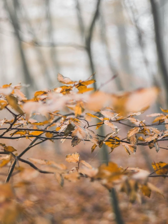 trees covered in brown leaves and white autumn leaves