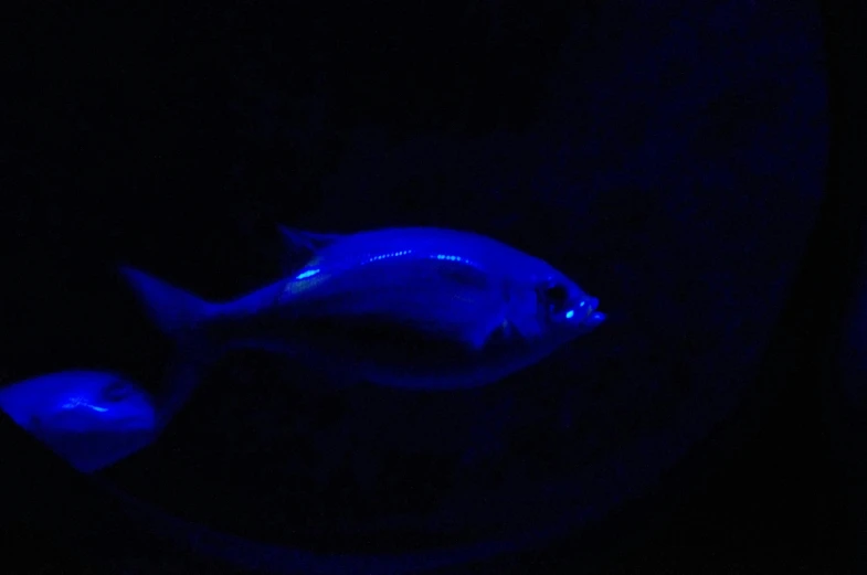 a blue glowing fish in the water