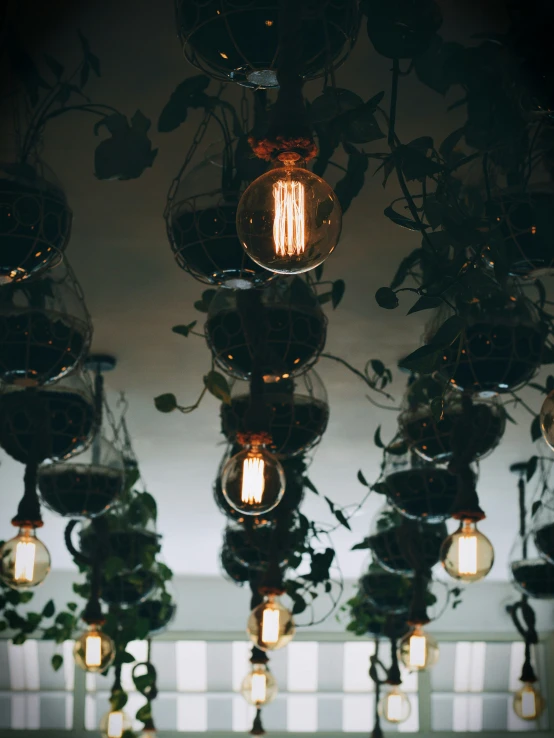 a room with plants, hanging lights, and potted plants