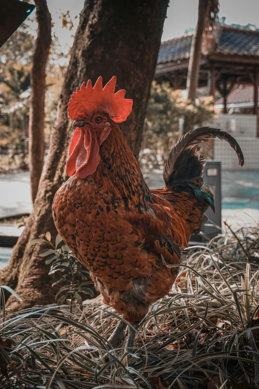 a rooster stands on the dry grass under a tree