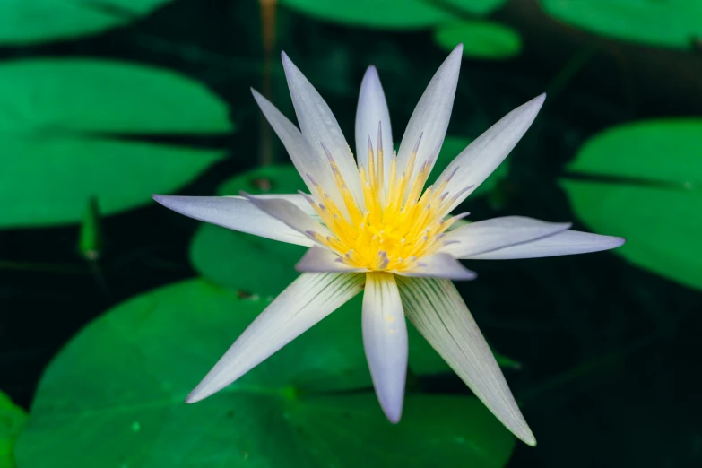 the white and yellow flower is blossoming near large green leaves