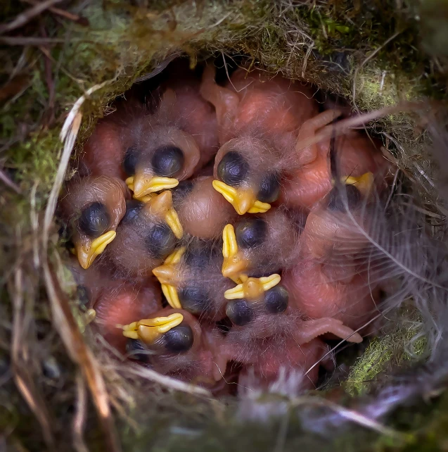 several little birds are nesting inside the nest