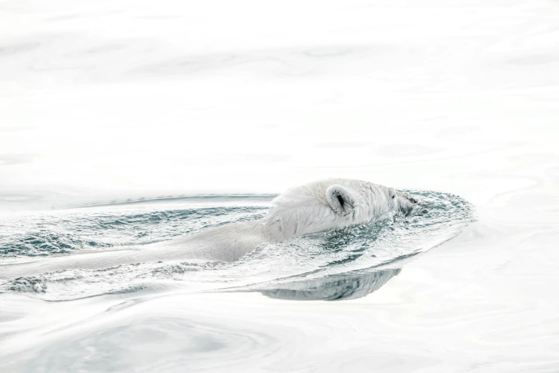 a large polar bear floating through the ocean