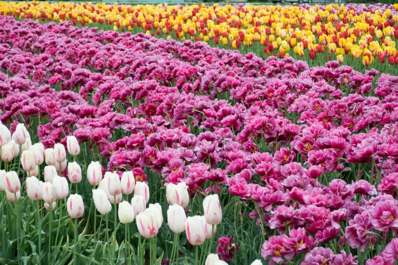 purple and yellow flowers are in the middle of a field